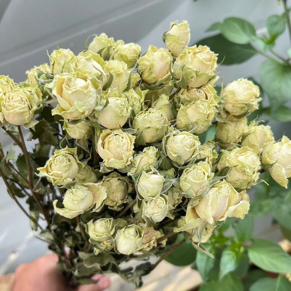 Real Preserved Roses Dried Flo - Resin Art Rose review and price