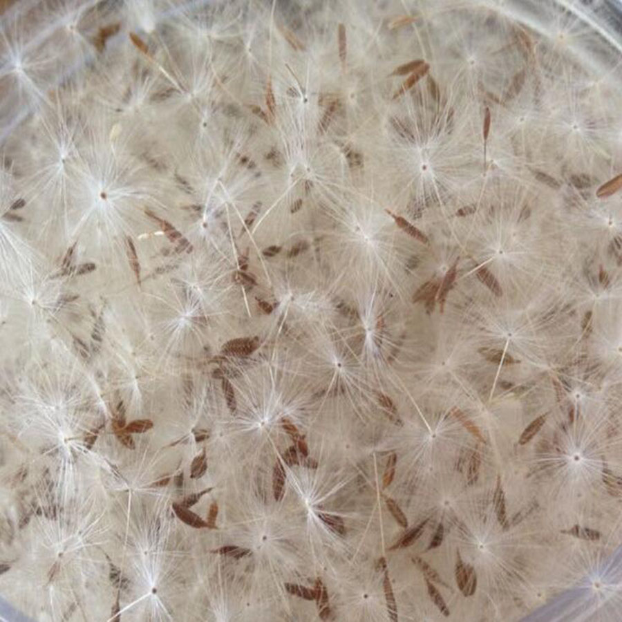 100pcs Mini White Dried Dandel - Resin Art Baby review and price