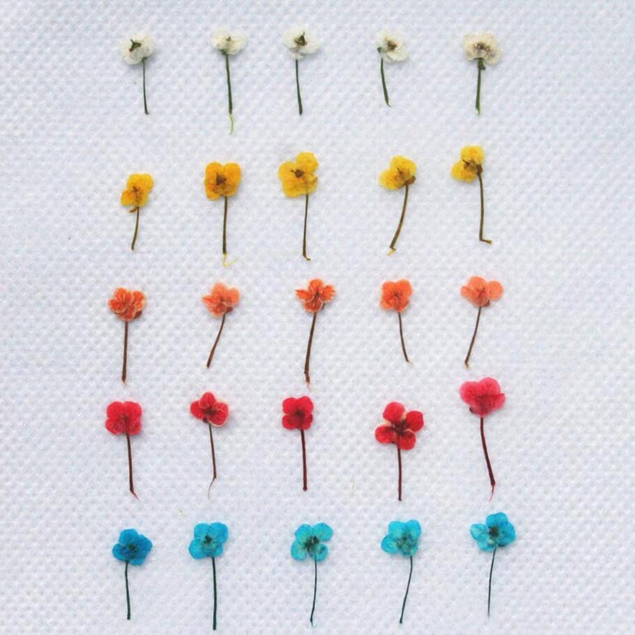 60pcs Mini Pressed Dried Flowe - Resin Art Baby review and price
