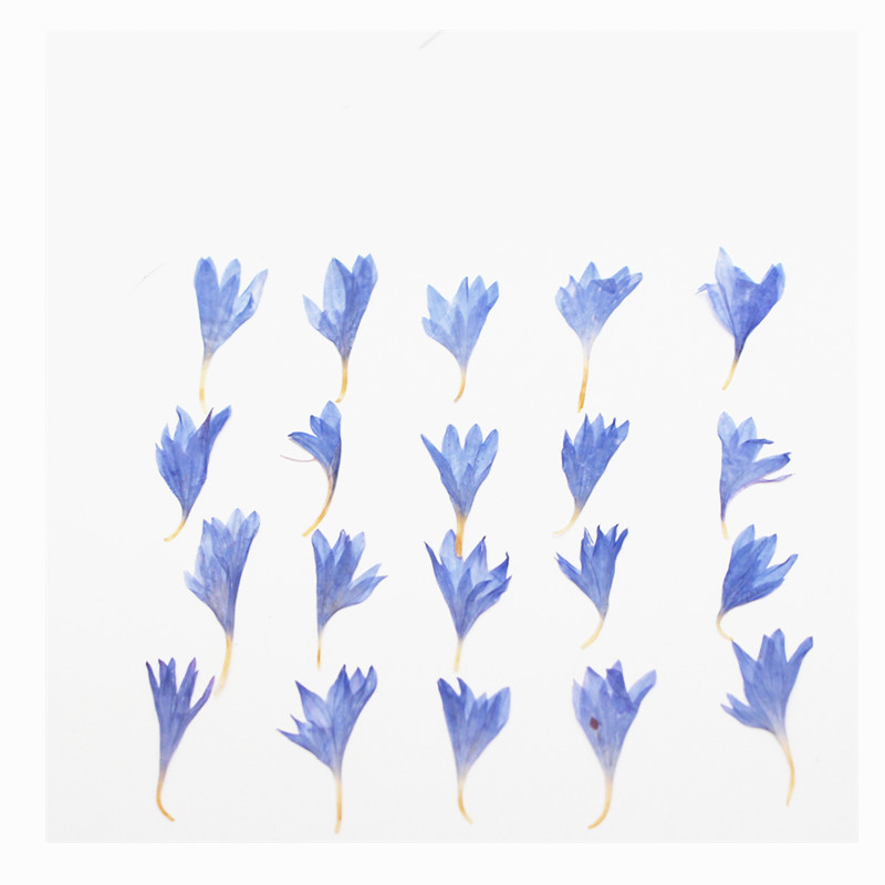 60pcs Mini Pressed Dried Flowe - Resin Art Baby review and price